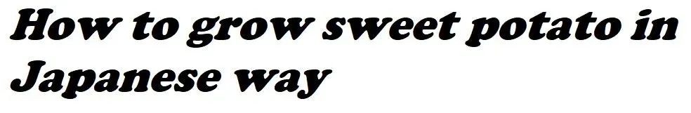 How to grow sweet potato in Japanese way