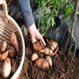 How to grow sweet potato in Japanese way